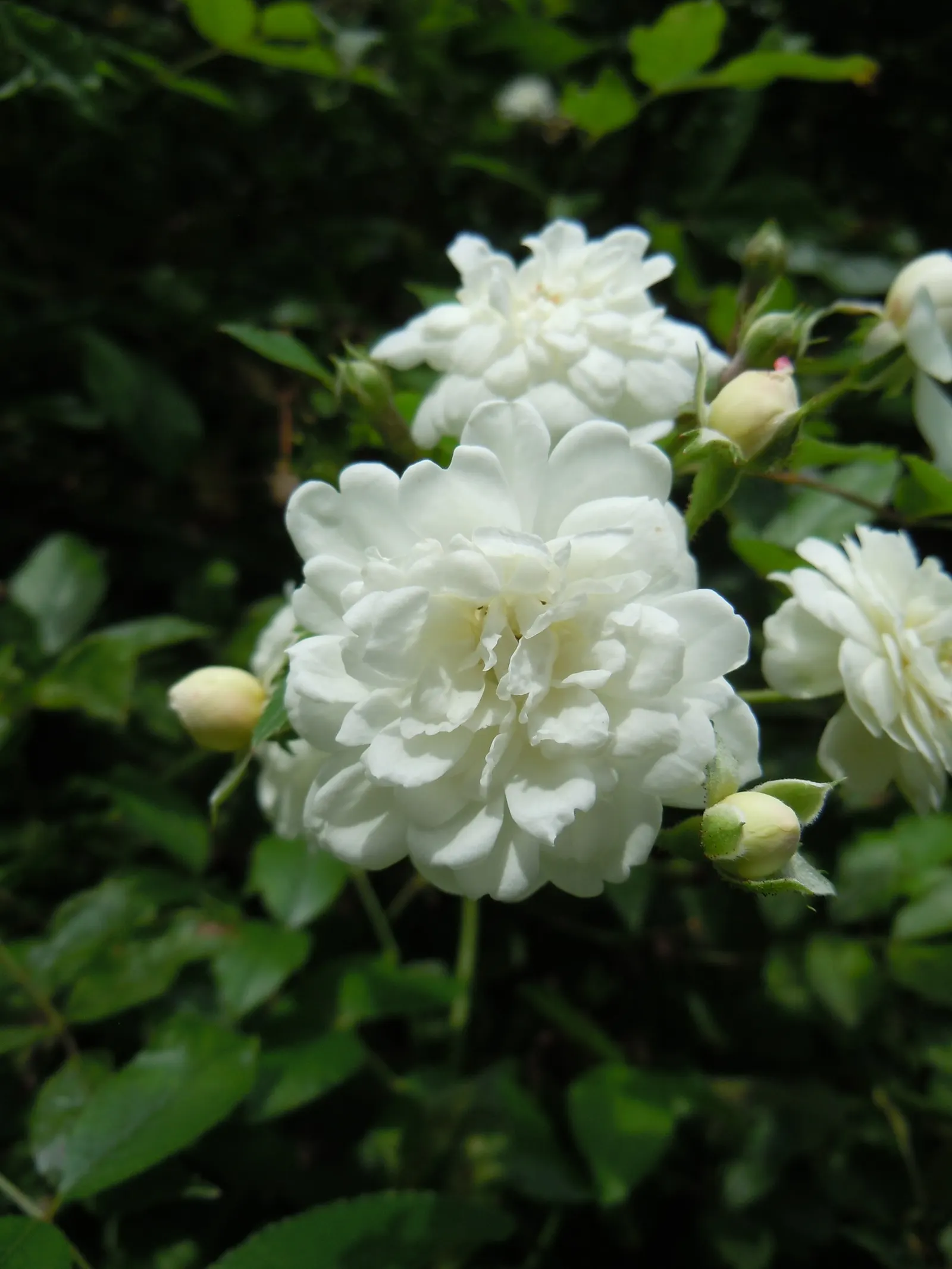 Lady Banks' Rose (Rosa Banksiae) — Hardy and low-maintenance, it's ideal for creating a charming, romantic landscape feature