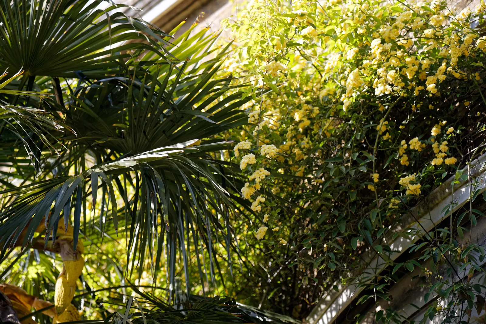 Lady Banks' Rose (Rosa Banksiae) — Ample room for growth should be factored into the design, as well as support structures for its climbing habit