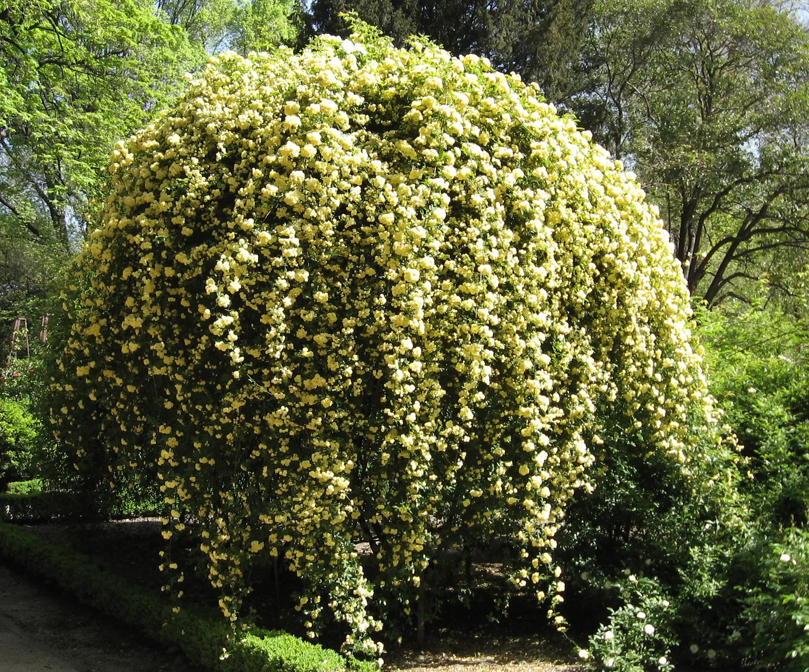 Lady Banks' Rose (Rosa Banksiae) — This vigorous climbing rose hails from central and western China and is known for its nearly thornless canes