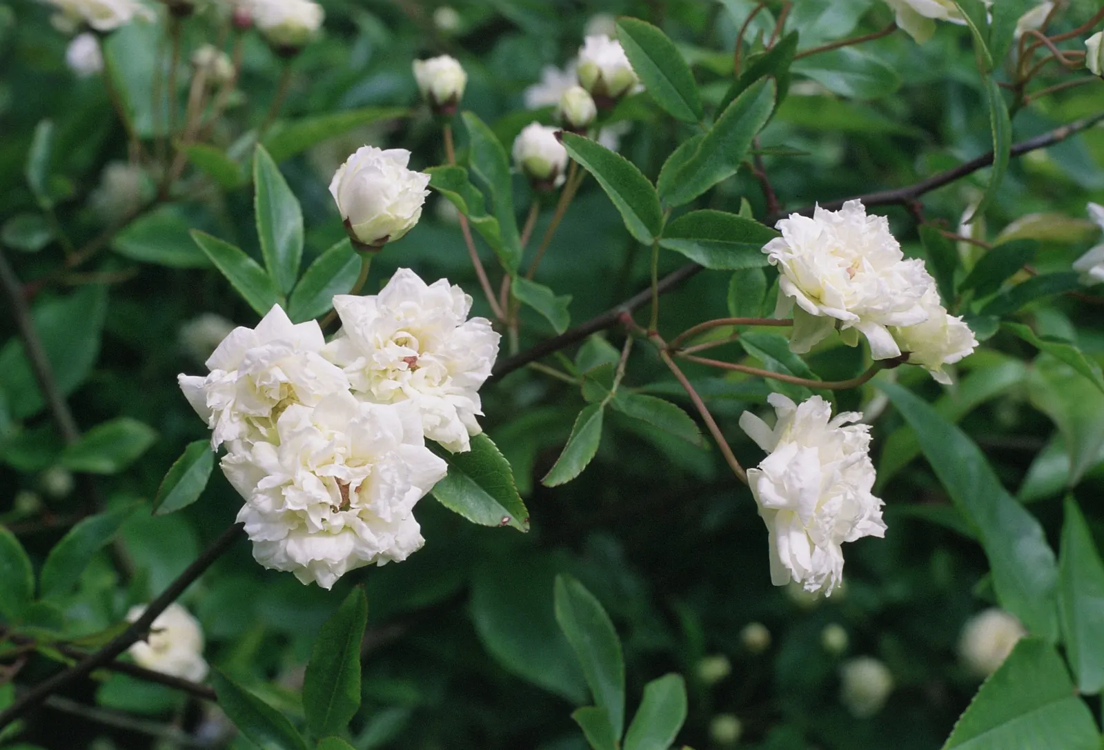 Lady Banks' Rose (Rosa Banksiae) — which is crucial information for the end client looking for a sustainable and hassle-free garden addition; when positioning