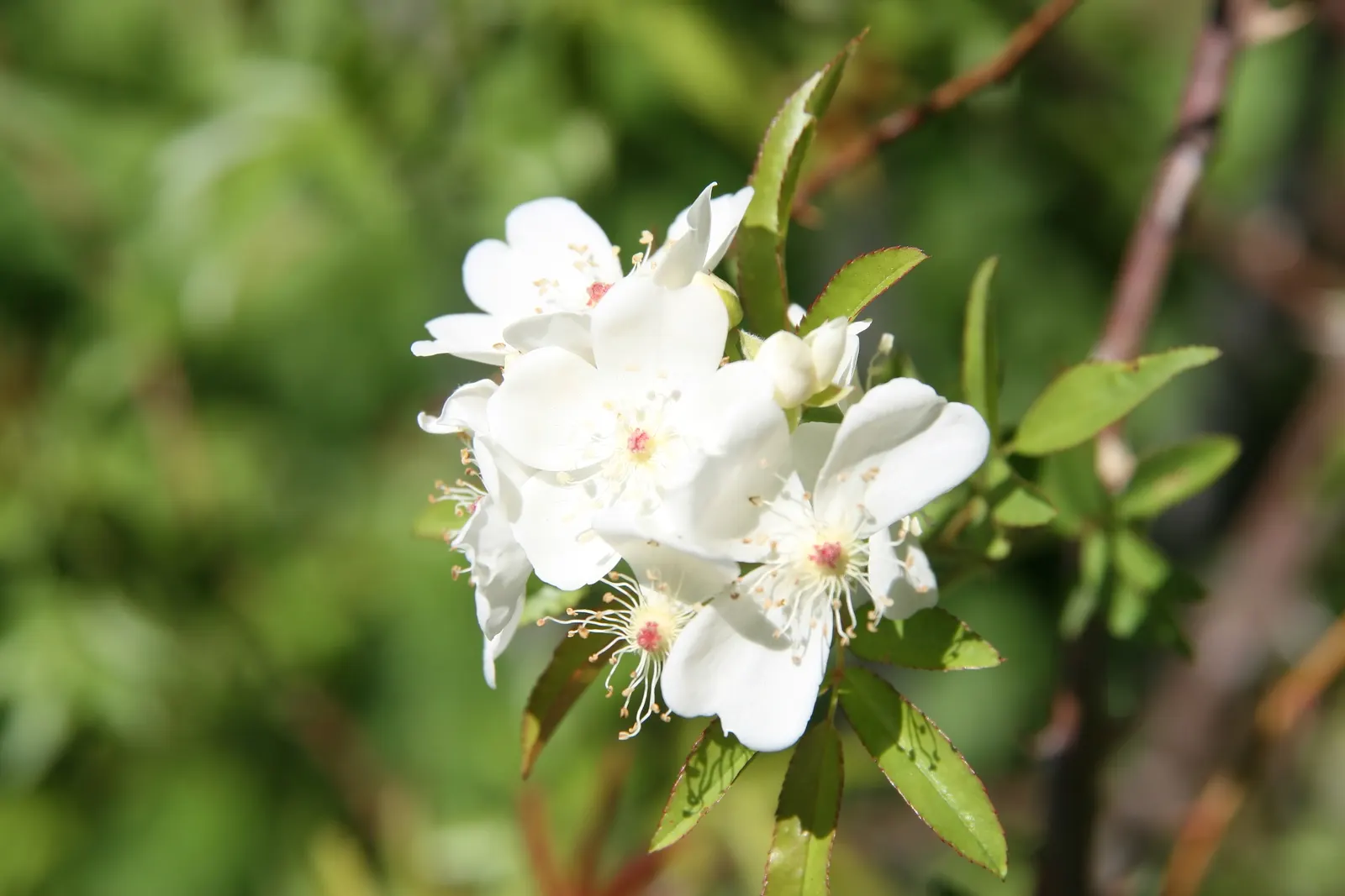Lady Banks' Rose (Rosa Banksiae) — and fences.<br><br>This deciduous to semi-evergreen rose boasts rich