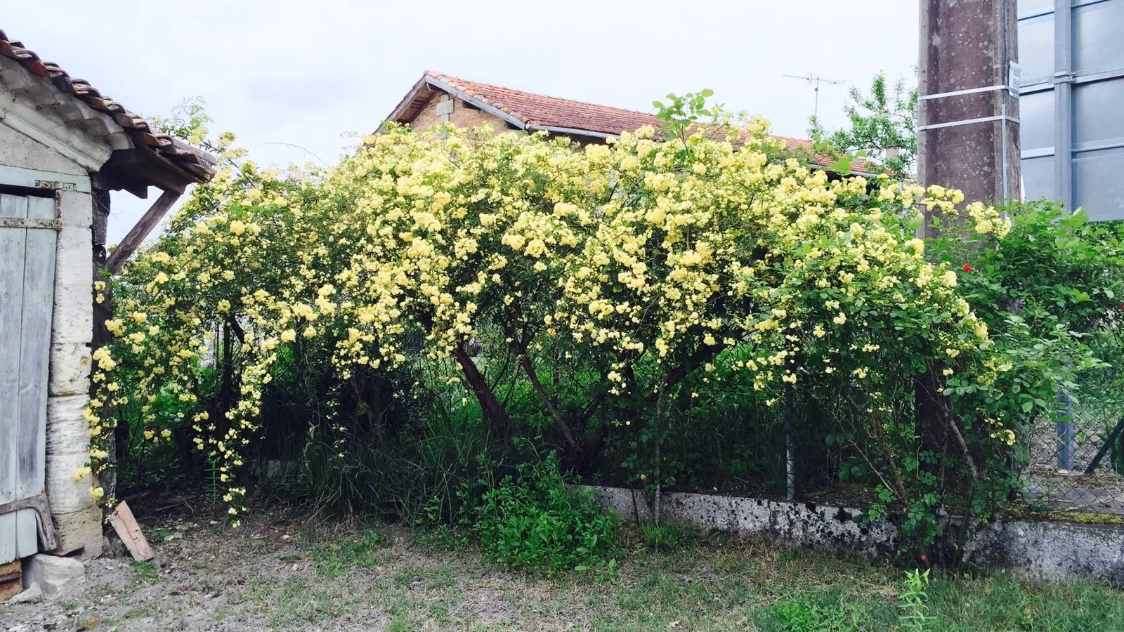 Lady Banks' Rose (Rosa Banksiae) — double blooms that emerge in the spring