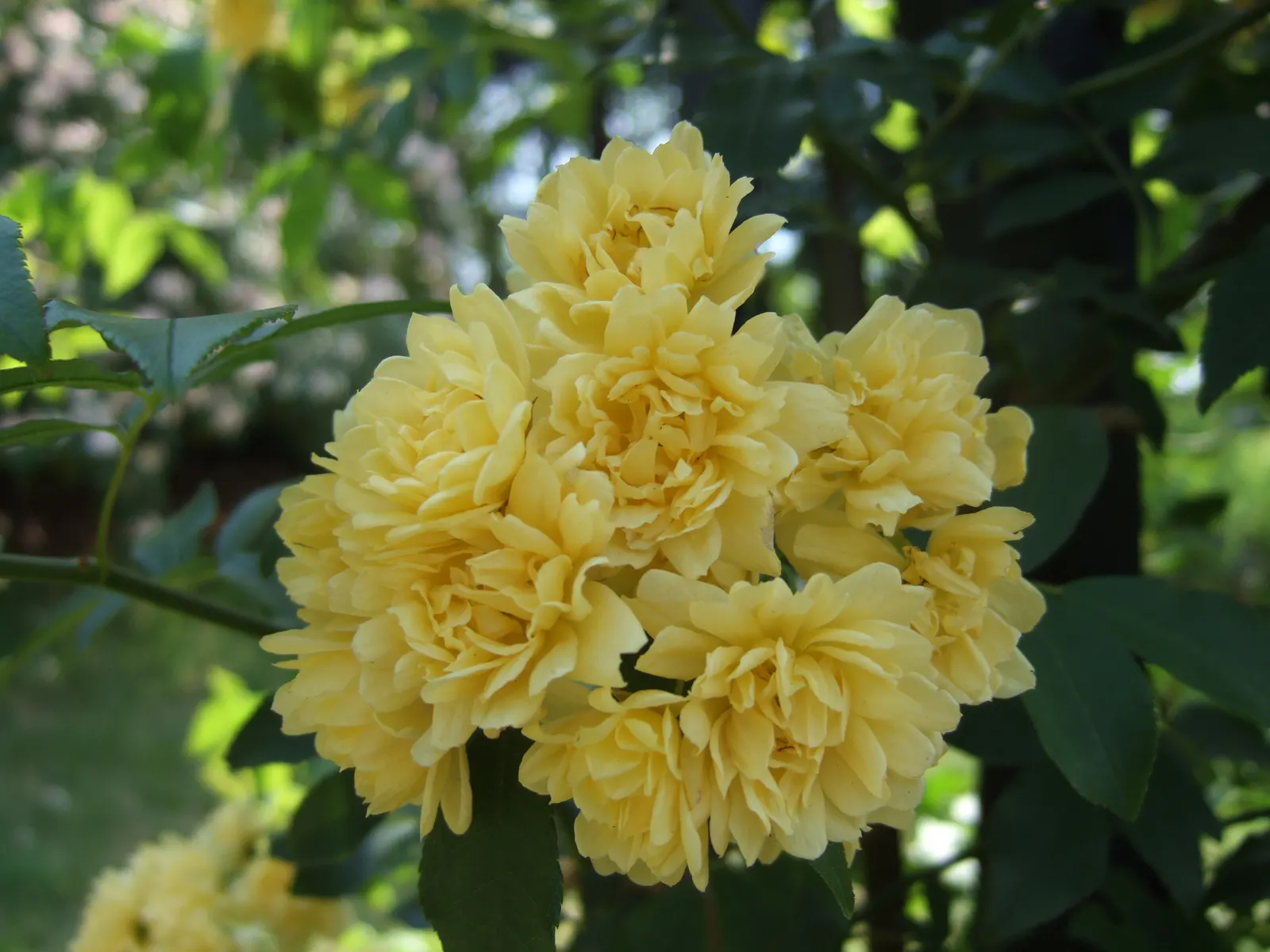 Lady Banks' Rose (Rosa Banksiae) — This thornless perennial can reach heights up to 20 feet and spreads up to 15 feet; and fences.<br><br>This, image 56