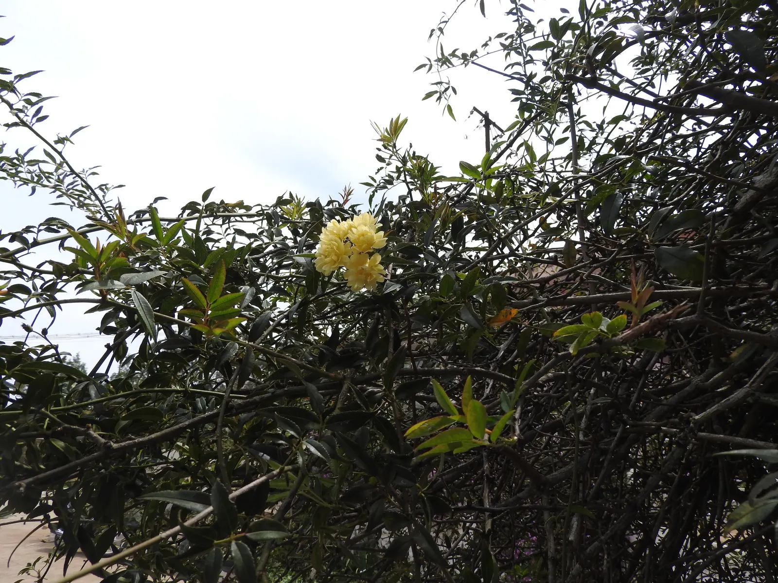Lady Banks' Rose (Rosa Banksiae) — making it an ideal candidate for trellises; double blooms that emerge in the spring