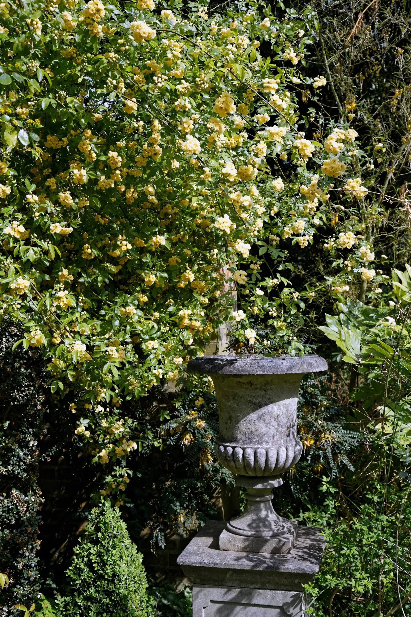 Lady Banks' Rose (Rosa Banksiae) — the flowers are typically either a creamy white ('Alba') or a pale yellow ('Lutea'), image 41