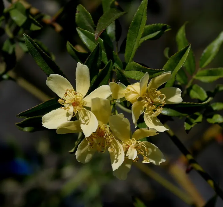 Lady Banks' Rose (Rosa Banksiae) — and fences.<br><br>This deciduous to semi-evergreen rose boasts rich; ample room for growth should be factored into the