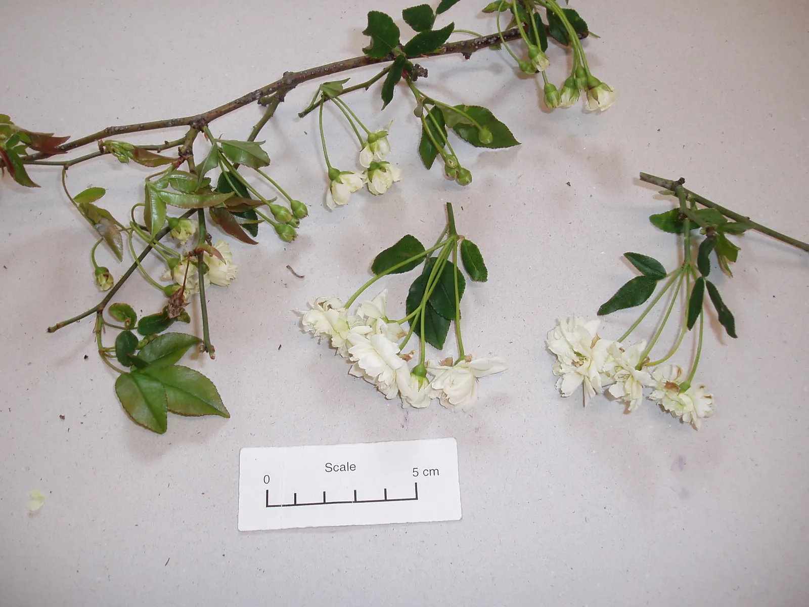 Lady Banks' Rose (Rosa Banksiae) — vine with white blooms; making it a suitable option for drought-prone regions