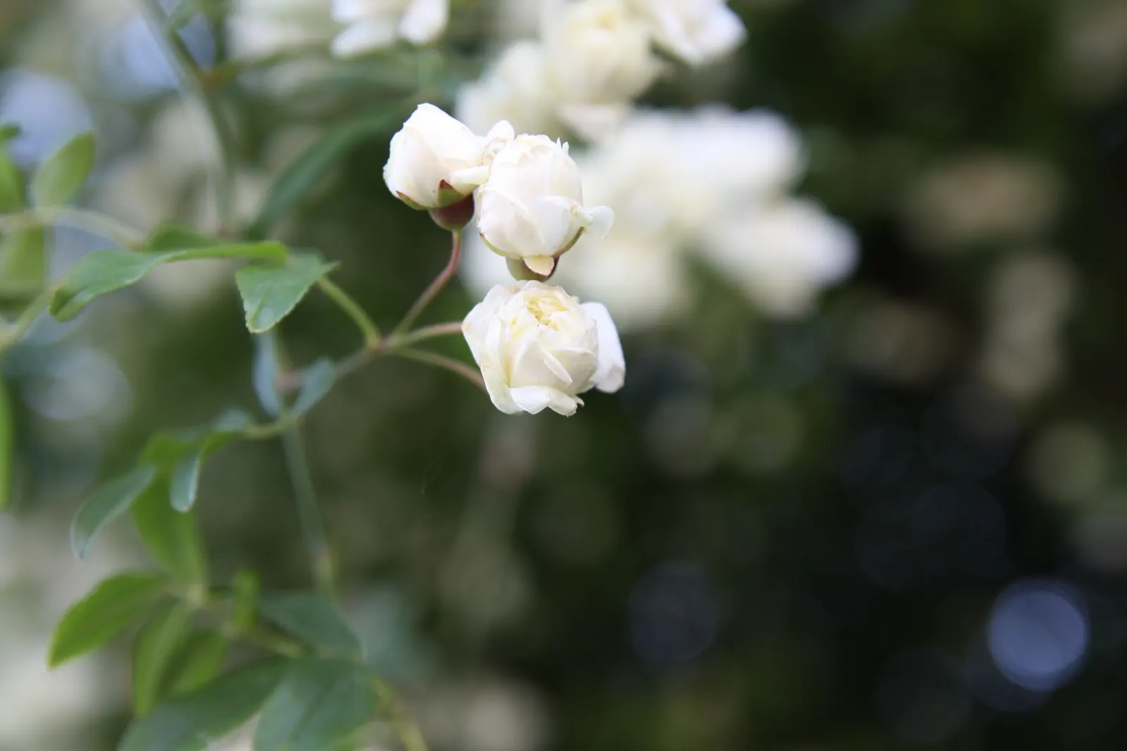 Lady Banks' Rose (Rosa Banksiae) — Hardy and low-maintenance, it's ideal for creating a charming, romantic landscape feature, image 32