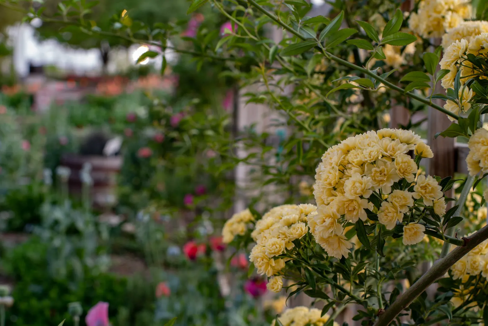 Lady Banks' Rose (Rosa Banksiae) — white flowers in the garden