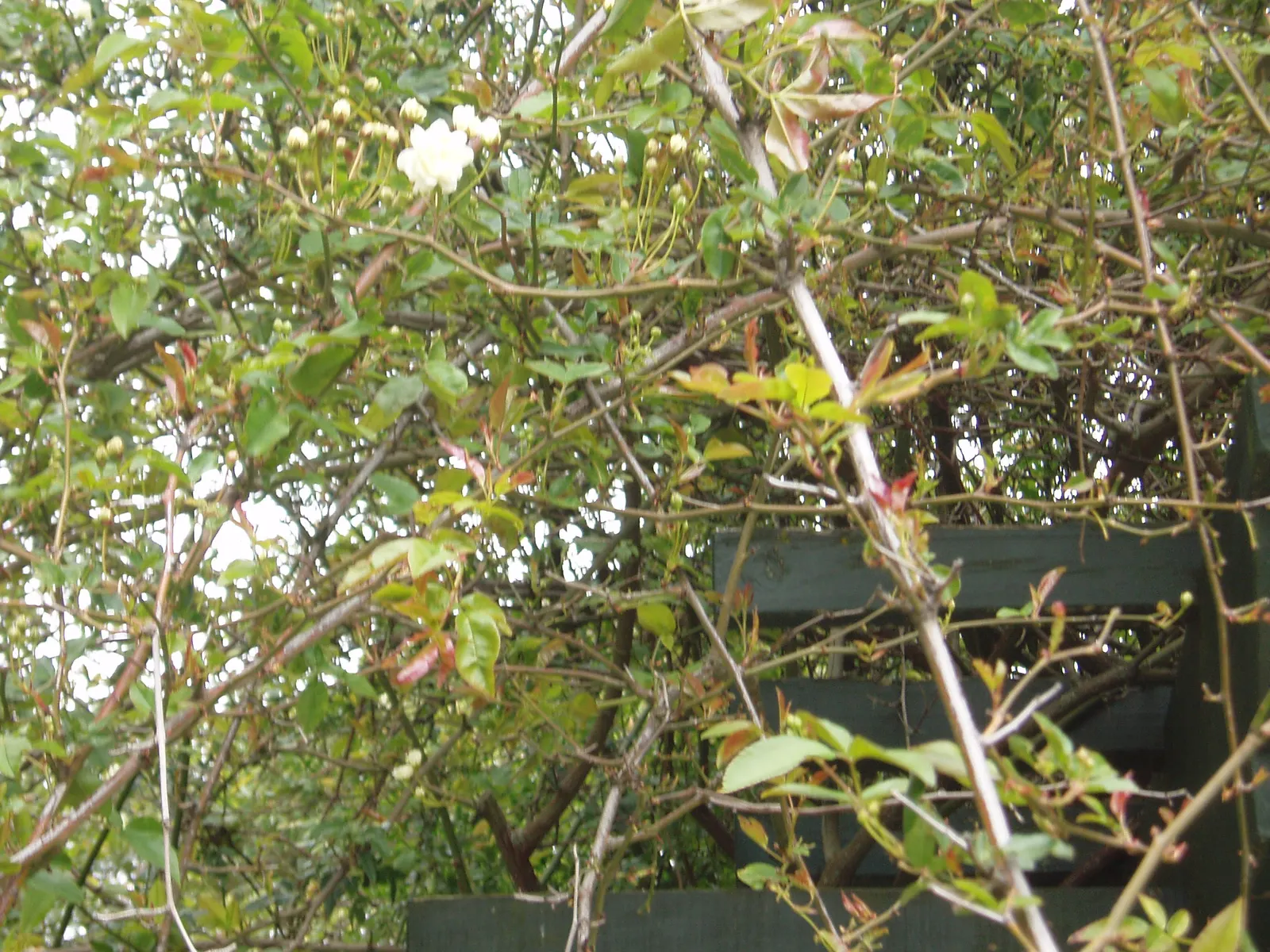 Lady Banks' Rose (Rosa Banksiae) — white flowers in the garden; making it an ideal candidate for trellises