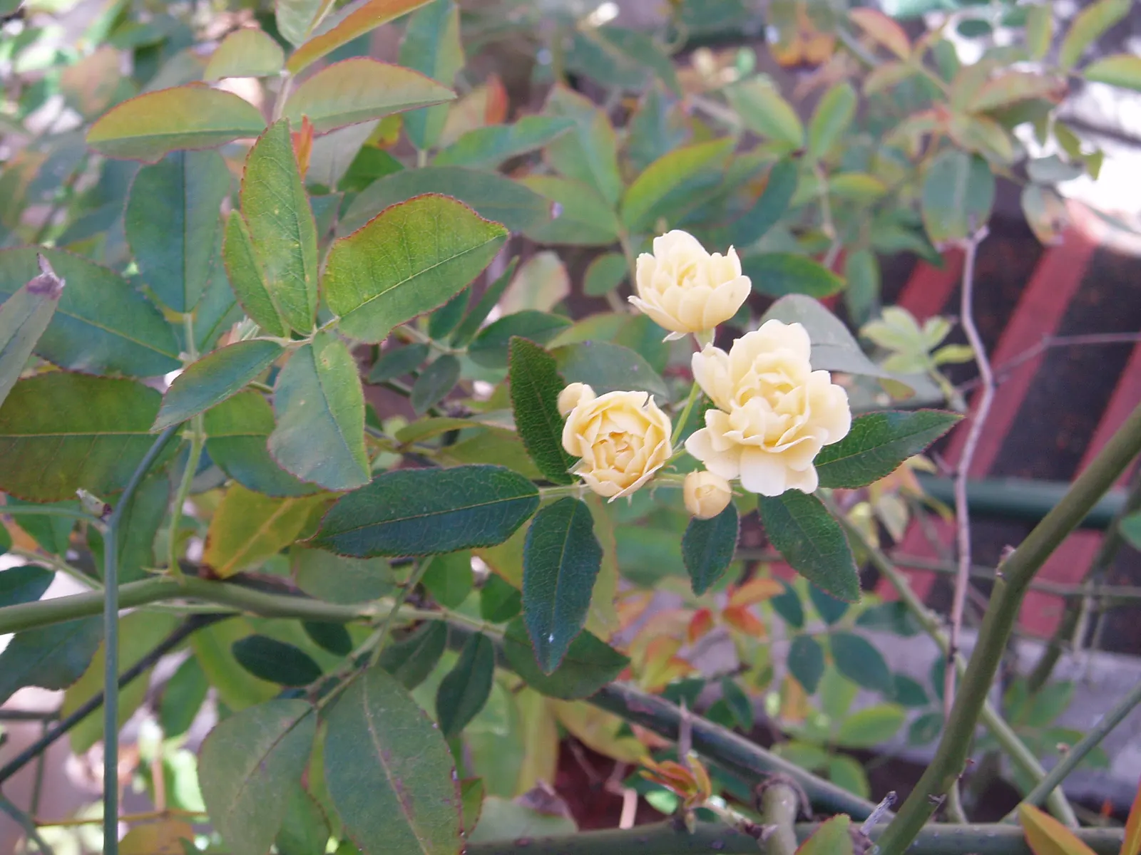 Lady Banks' Rose (Rosa Banksiae) — dark green foliage that serves as a stunning backdrop to the mass of miniature
