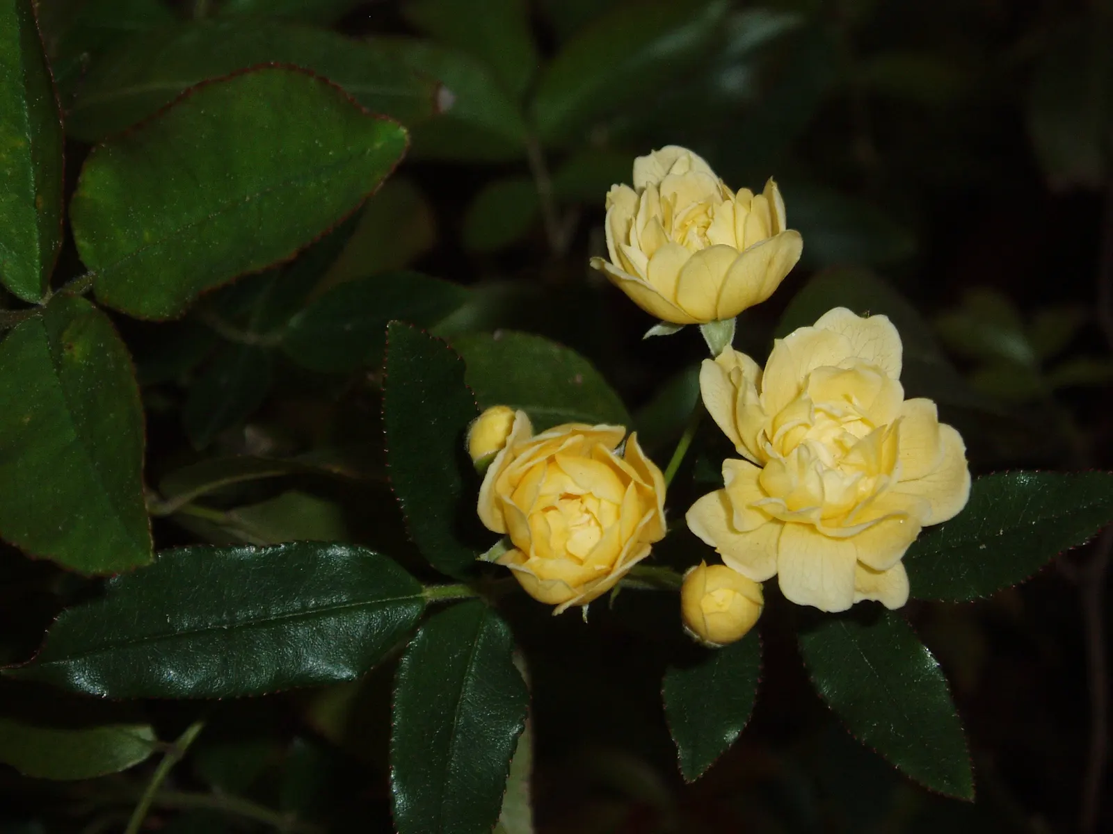 Lady Banks' Rose (Rosa Banksiae) — the Lady Banks' Rose requires minimal watering