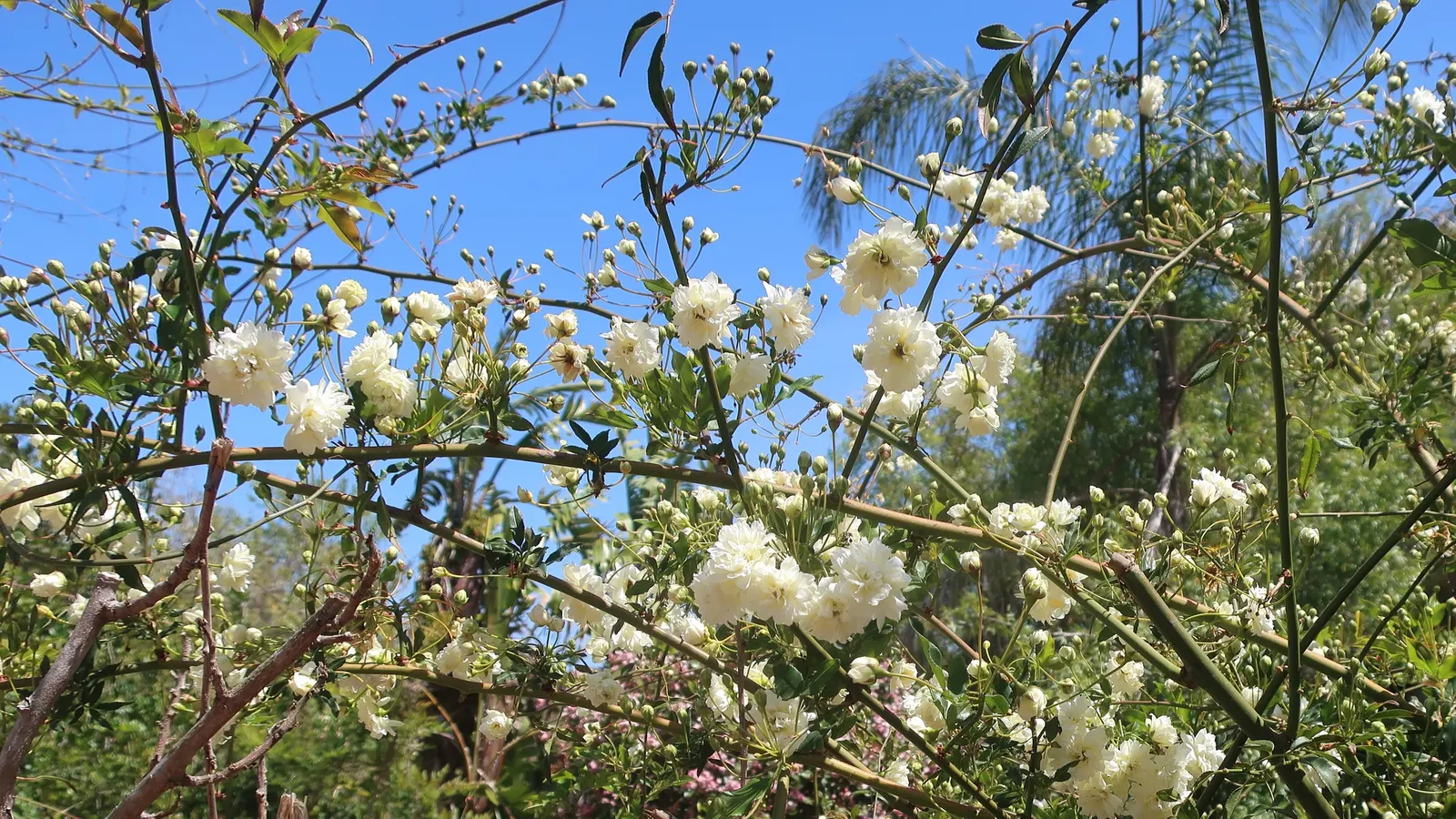 Lady Banks' Rose (Rosa Banksiae) — which can reach impressive lengths of up to 20 feet