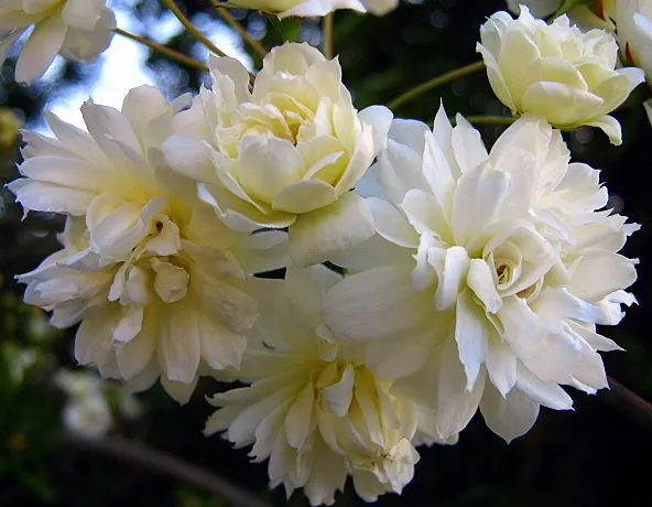Lady Banks' Rose (Rosa Banksiae) — providing an excellent option for trellises or arbors