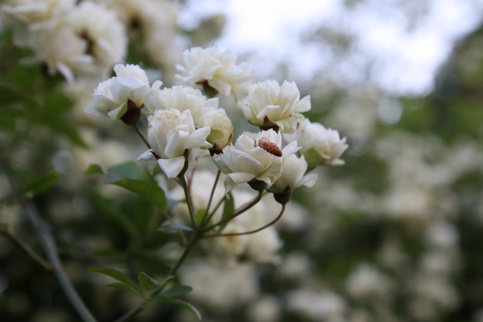 Lady Banks' Rose (Rosa Banksiae) — This vigorous climbing rose hails from central and western China and is known for its nearly thornless canes; vine with