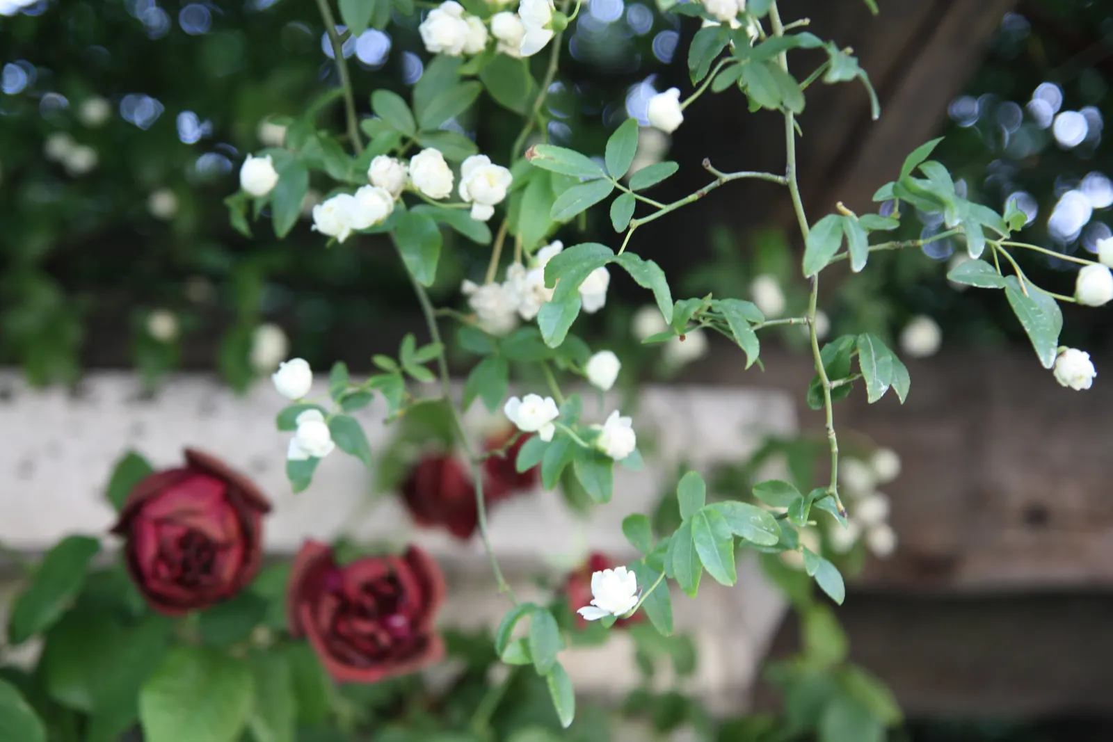 Lady Banks' Rose (Rosa Banksiae) — dark green foliage that serves as a stunning backdrop to the mass of miniature; vine for full or half