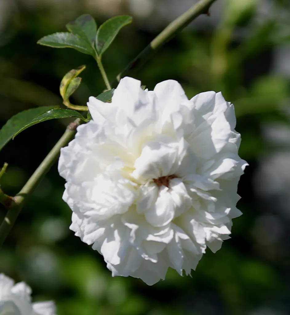 Lady Banks' Rose (Rosa Banksiae) — making it a suitable option for drought-prone regions; this vigorous climbing rose hails from central and western China and
