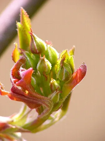 Lady Banks' Rose (Rosa Banksiae) — When positioning the Lady Banks' Rose
