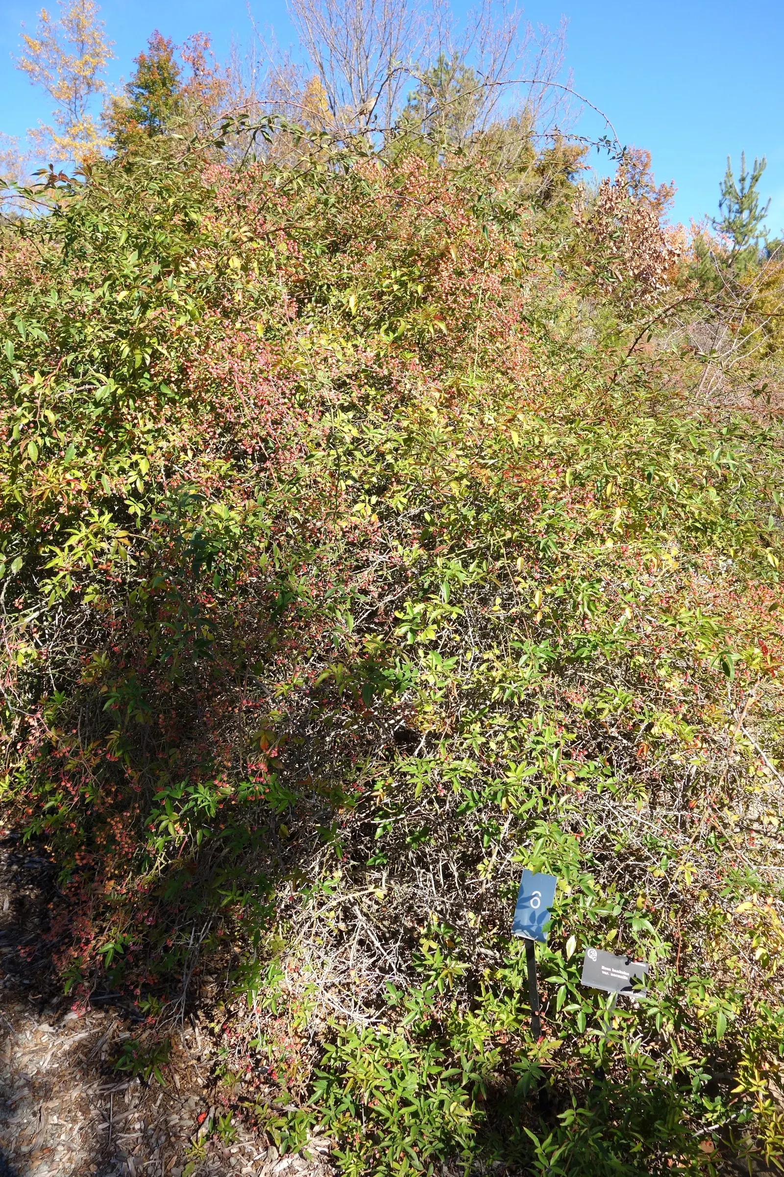 Lady Banks' Rose (Rosa Banksiae) — which can extend up to 8 to 10 feet, image 50