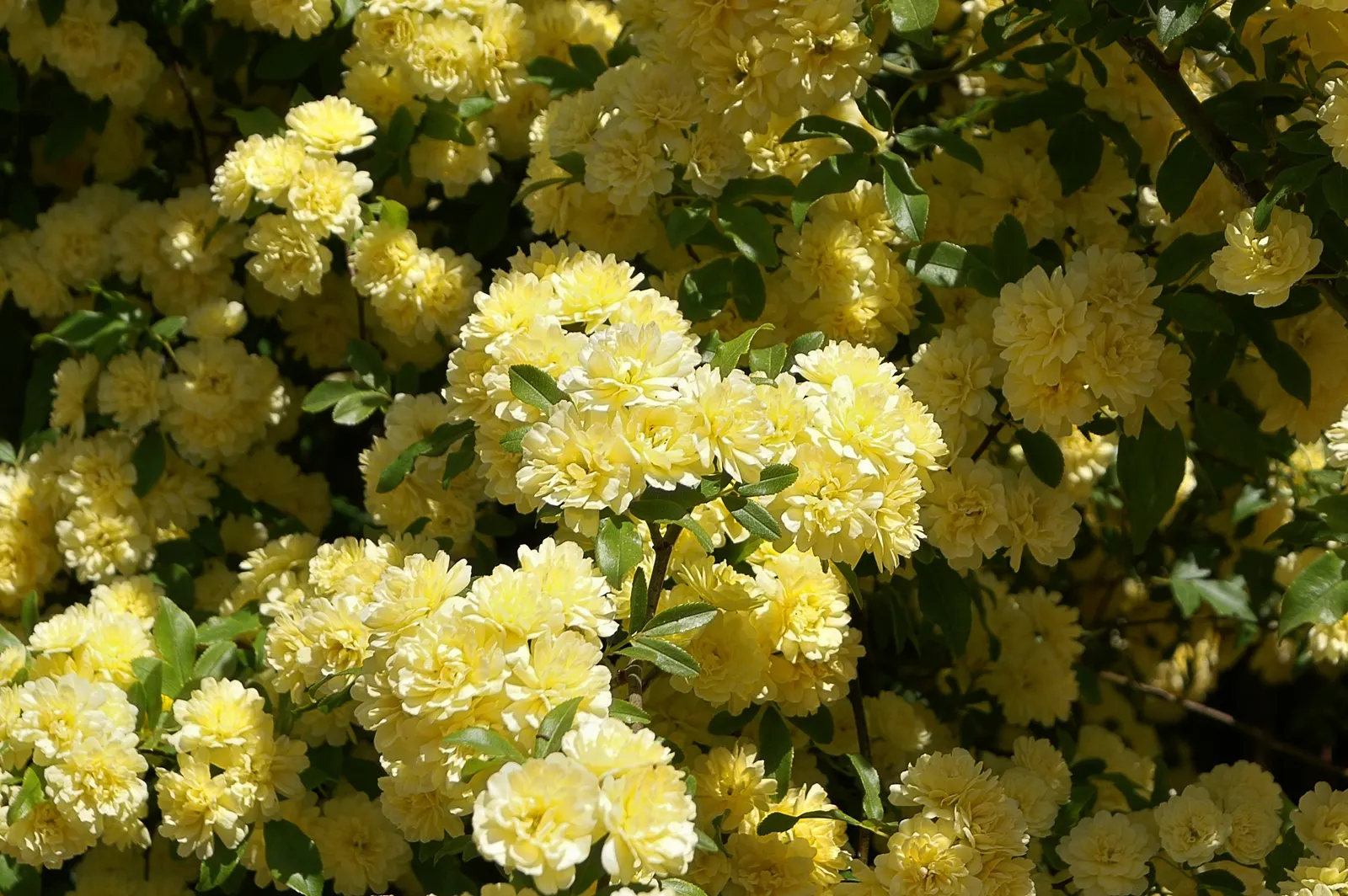 Lady Banks' Rose (Rosa Banksiae) — Ample room for growth should be factored into the design, as well as support structures for its climbing habit; this