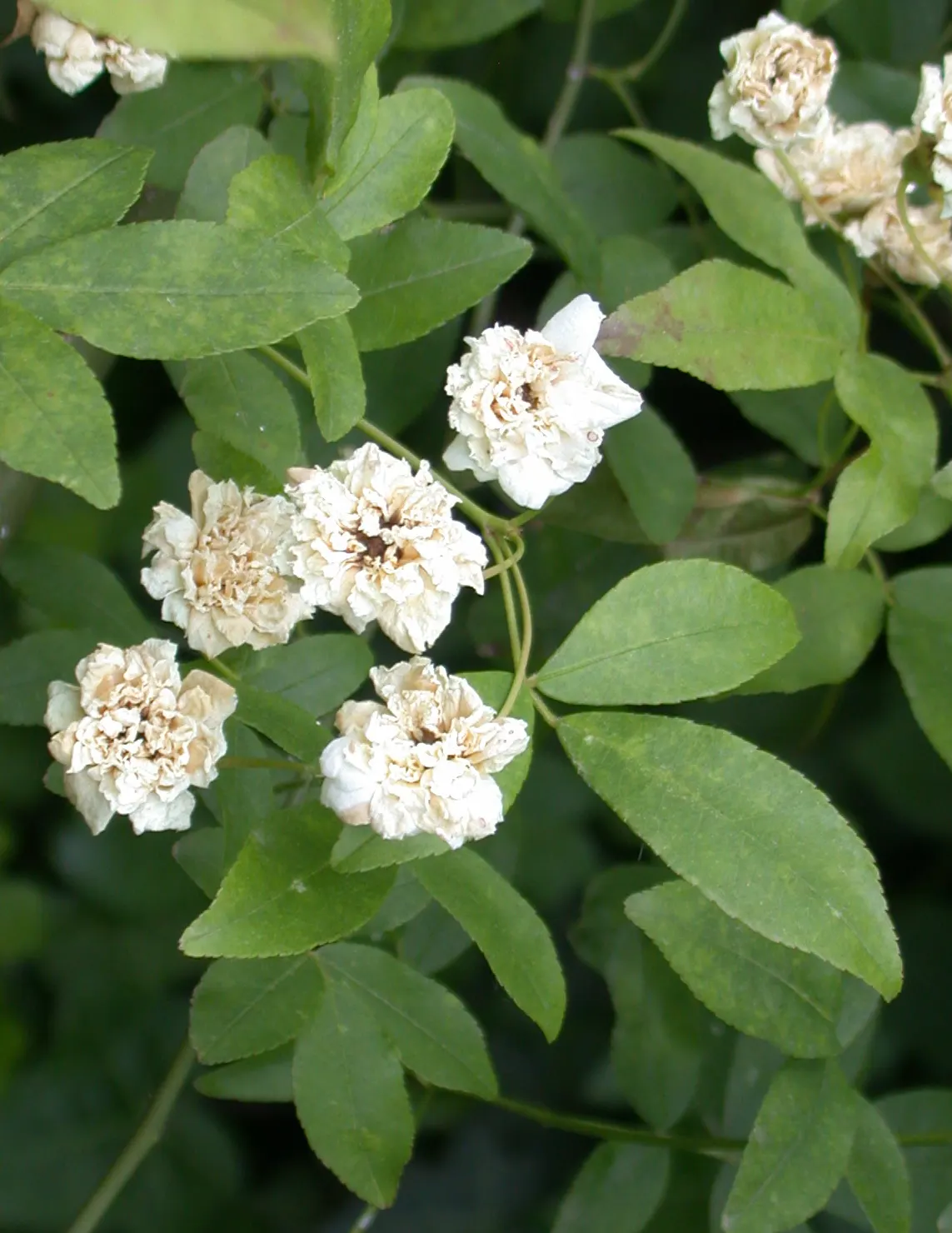 Lady Banks' Rose (Rosa Banksiae) — This vigorous climbing rose hails from central and western China and is known for its nearly thornless canes, image 62