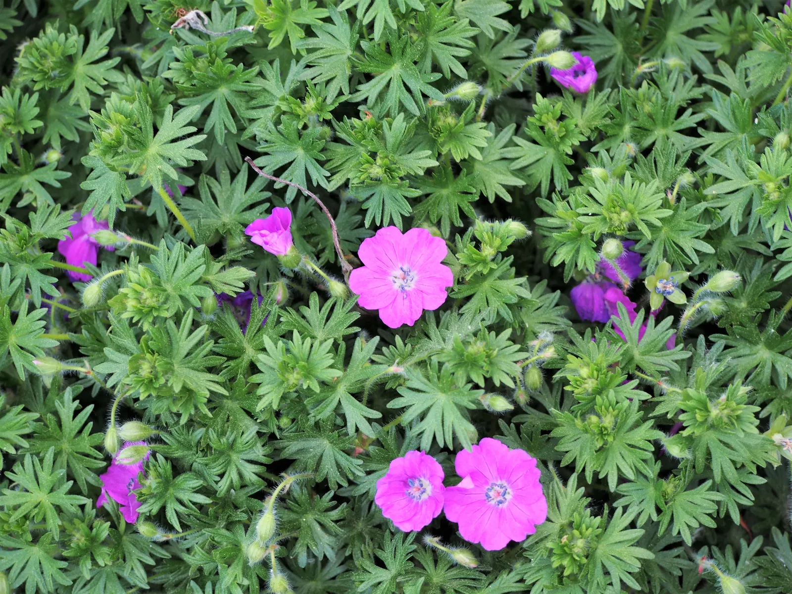Max Frei Bloody Cranesbill (Geranium Sanguineum 'Max Frei') — reducing the risk of any fungal diseases