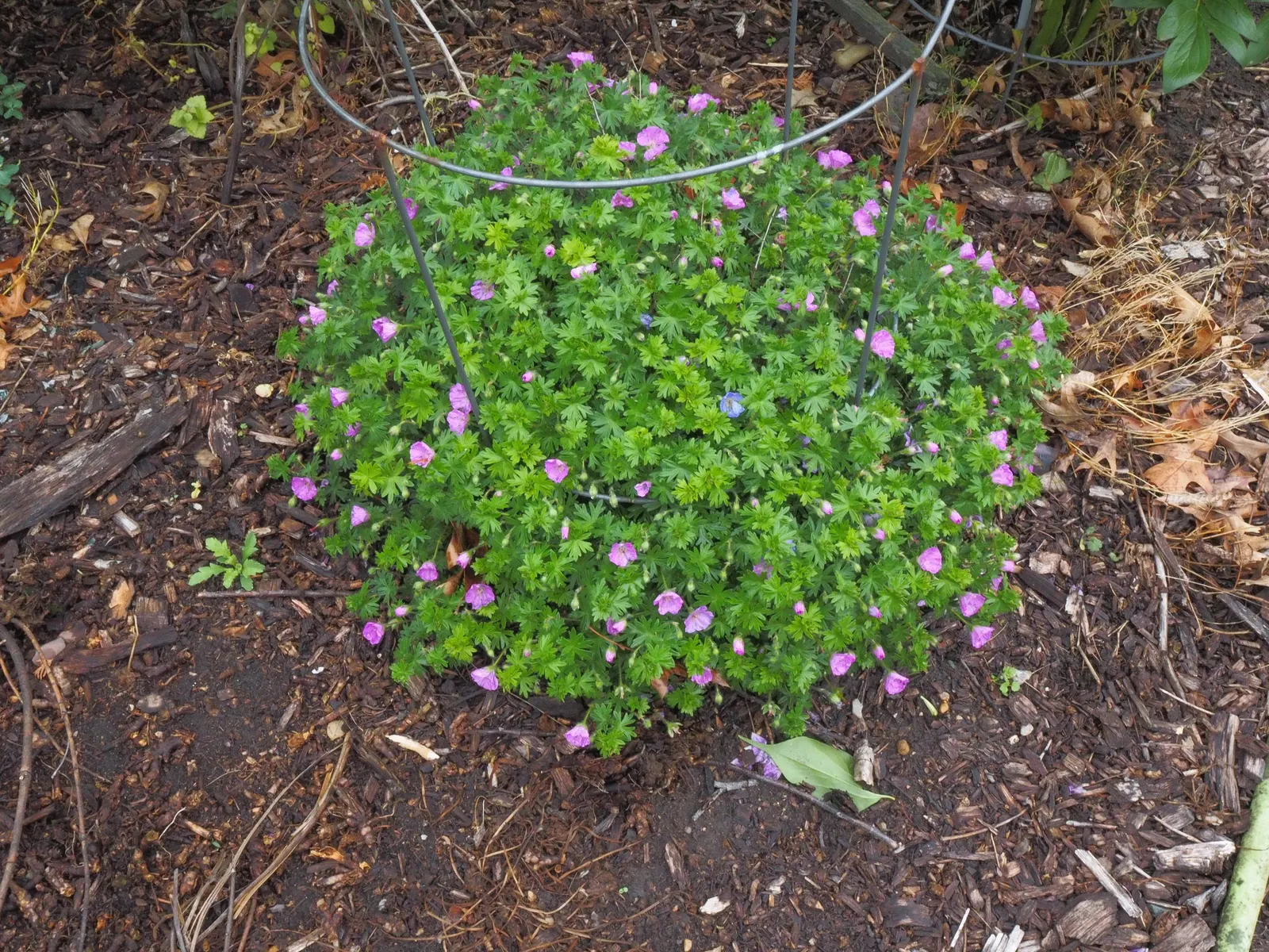 Max Frei Bloody Cranesbill (Geranium Sanguineum 'Max Frei') — with sporadic reblooming throughout the summer season