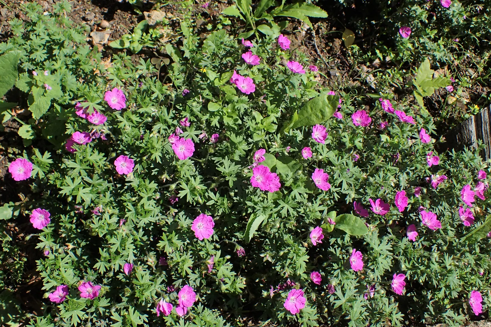 Max Frei Bloody Cranesbill (Geranium Sanguineum 'Max Frei') — The blossoms are approximately 1 to 1.5 inches in diameter and are set against finely divided