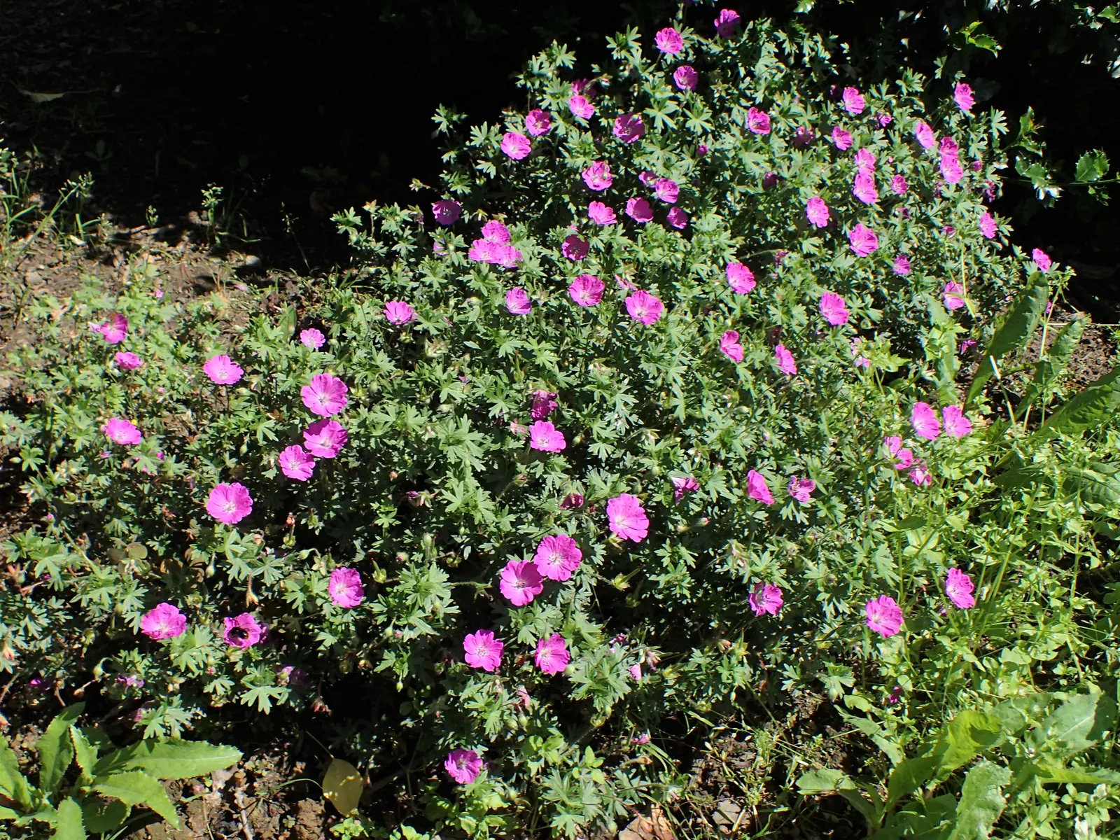 Max Frei Bloody Cranesbill (Geranium Sanguineum 'Max Frei') — lacy foliage that turns to hues of red and orange in the autumn