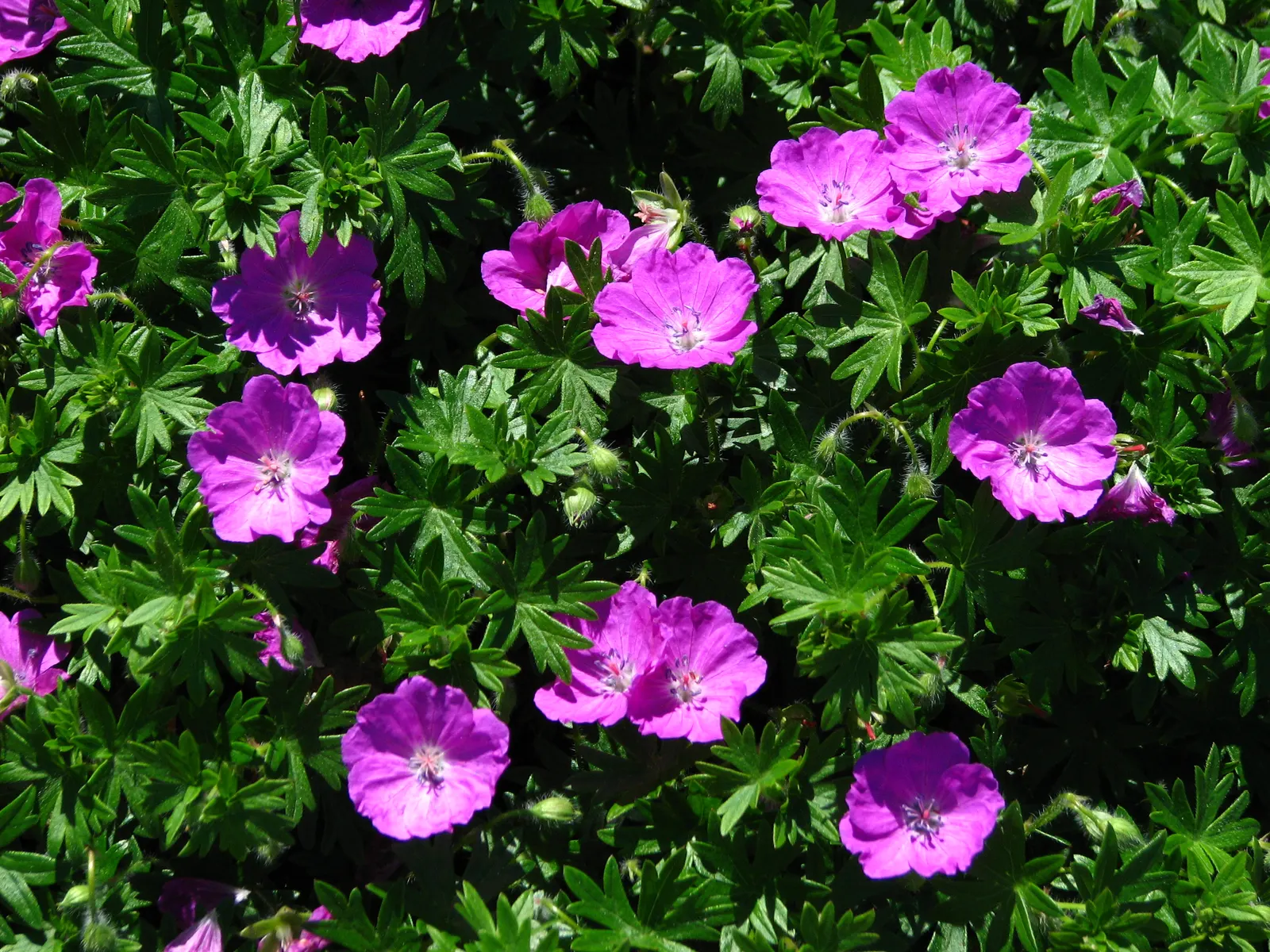 Max Frei Bloody Cranesbill (Geranium Sanguineum 'Max Frei') — thriving in USDA zones 4-8