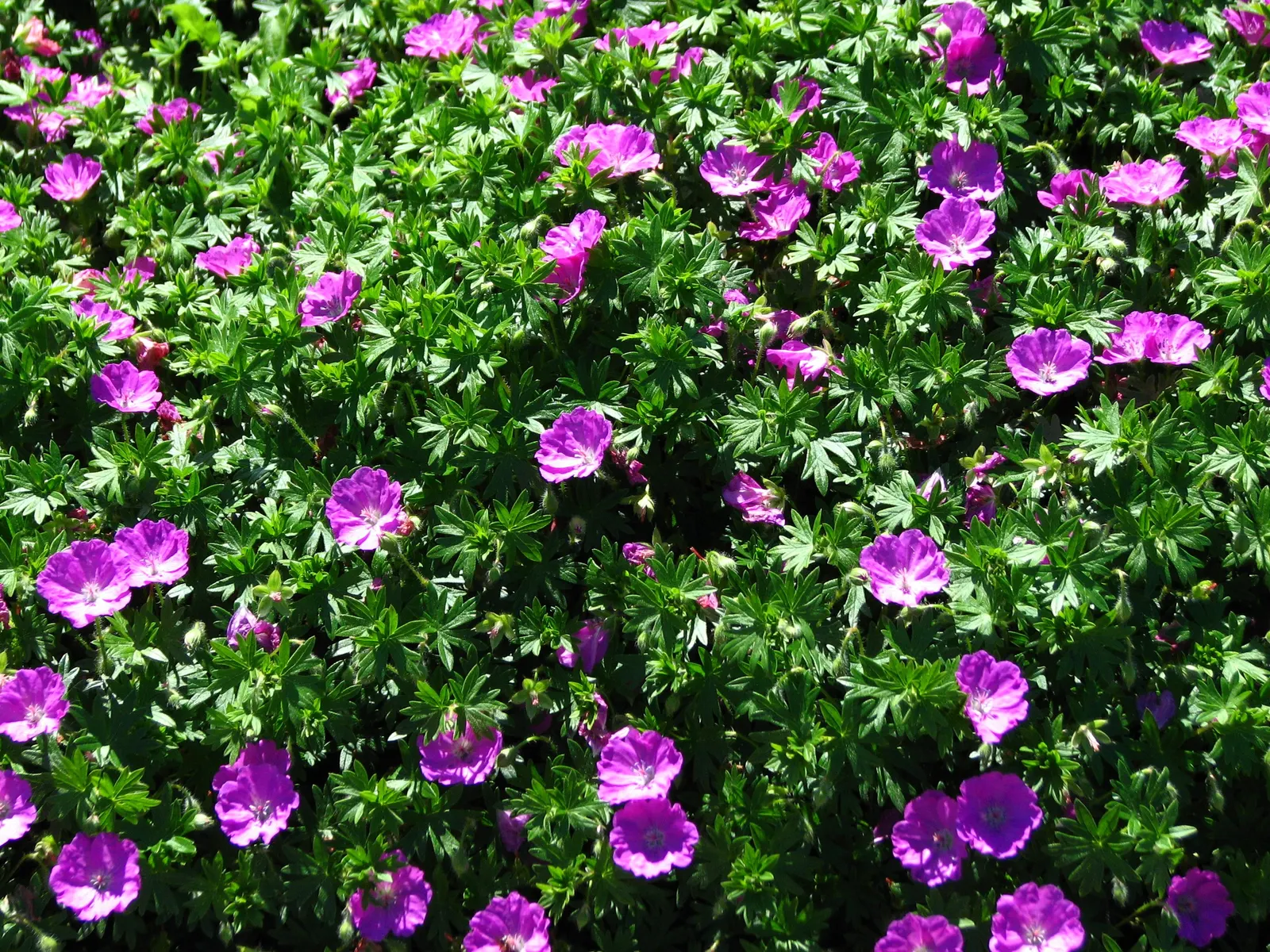 Max Frei Bloody Cranesbill (Geranium Sanguineum 'Max Frei') — it offers extended blooming from late spring to early summer