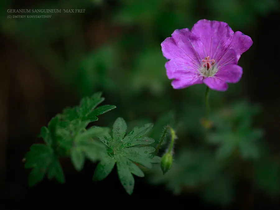 Max Frei Bloody Cranesbill (Geranium Sanguineum 'Max Frei') — It has a USDA hardiness rating of zones 4 through 8, making it versatile enough for many climate