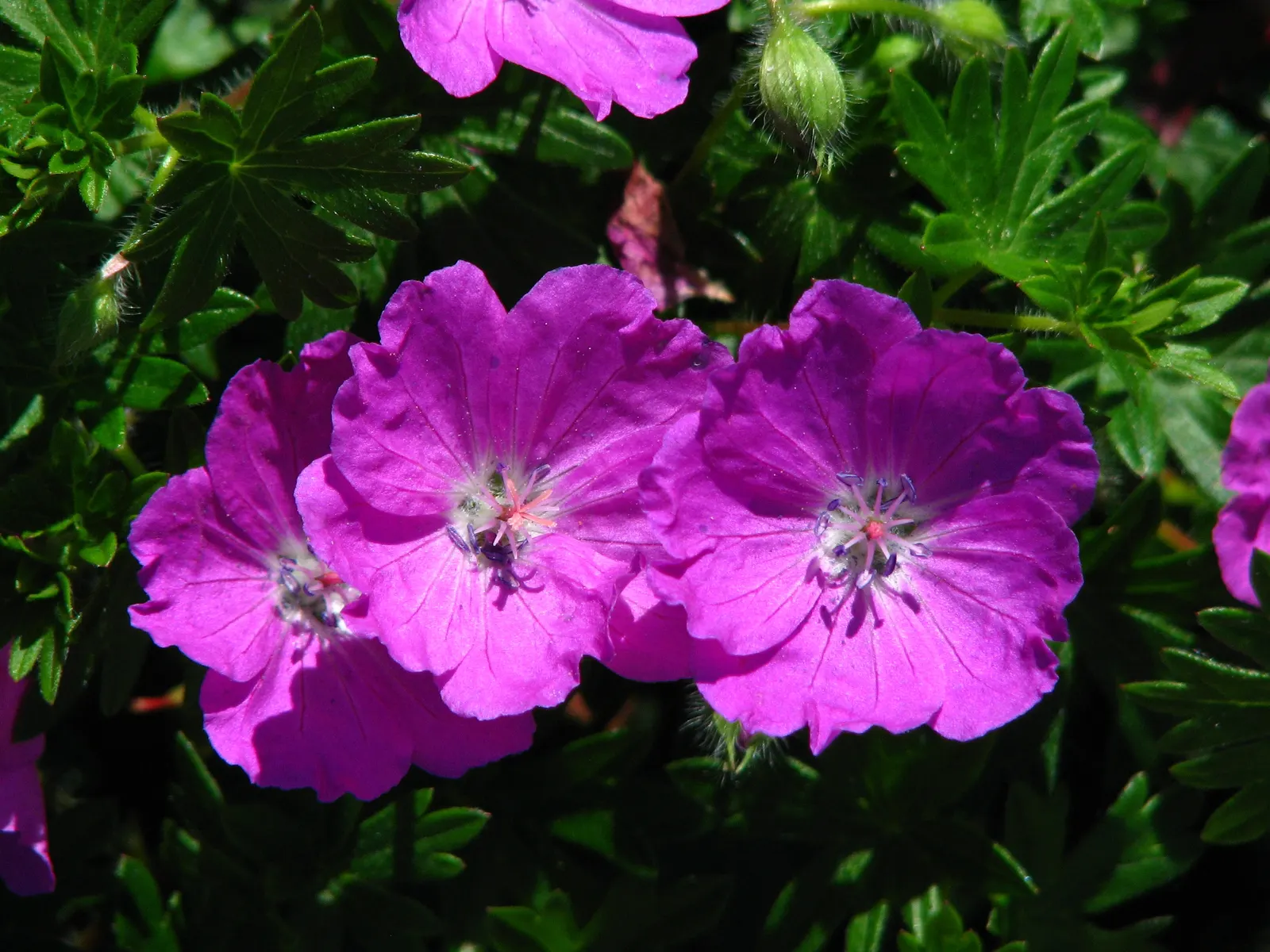 Max Frei Bloody Cranesbill (Geranium Sanguineum 'Max Frei') — It prefers full sun to part shade and well-drained soil