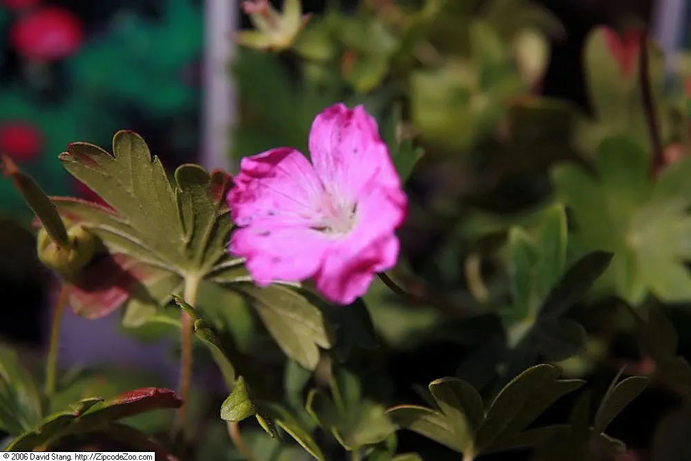 Max Frei Bloody Cranesbill (Geranium Sanguineum 'Max Frei') — scientifically named Geranium sanguineum 'Max Frei'