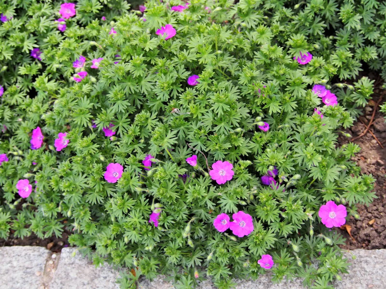 Max Frei Bloody Cranesbill (Geranium Sanguineum 'Max Frei') — Moreover, it's relatively drought-tolerant once established and requires moderate watering