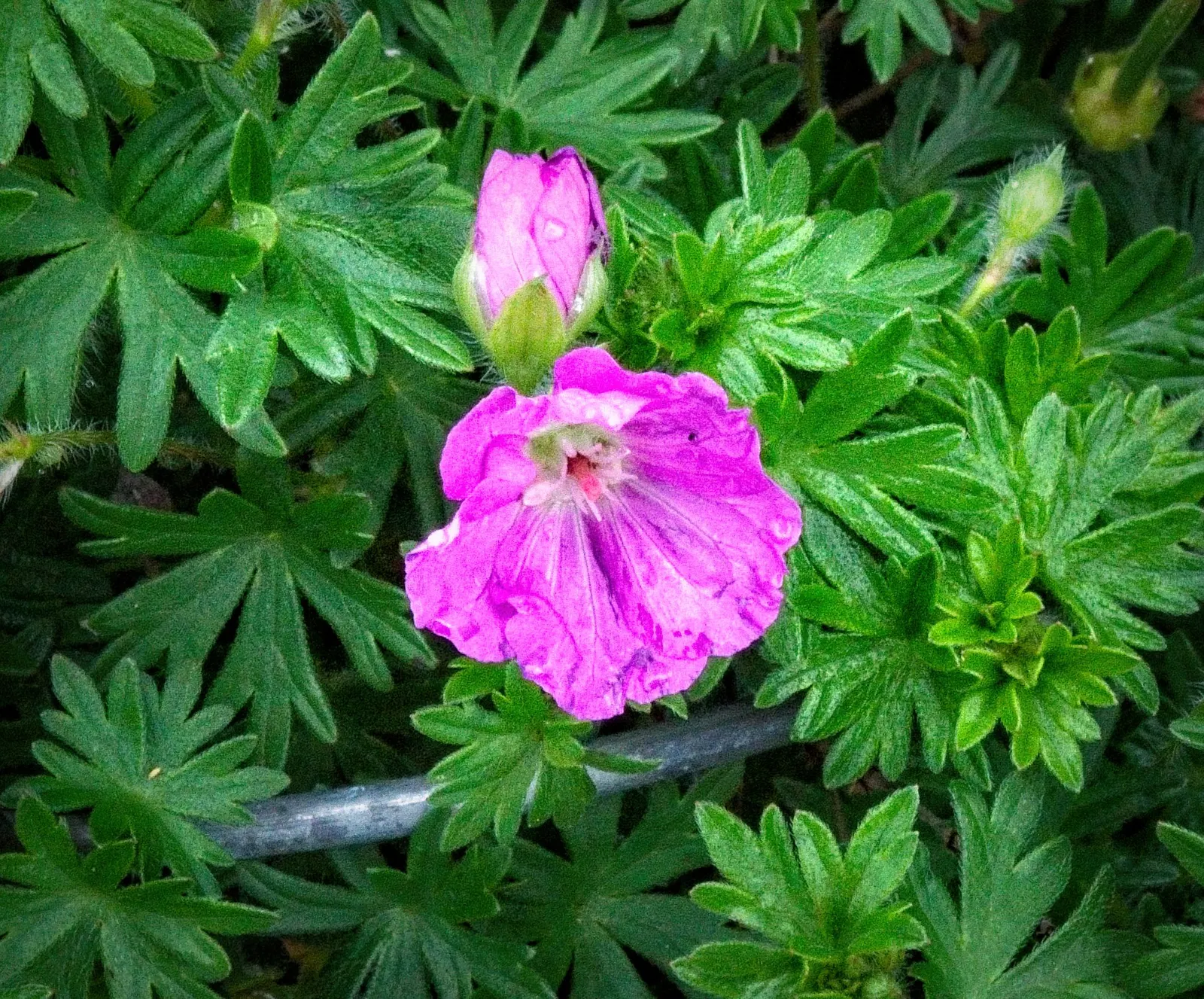 Max Frei Bloody Cranesbill (Geranium Sanguineum 'Max Frei') — this plant is an excellent choice as a groundcover