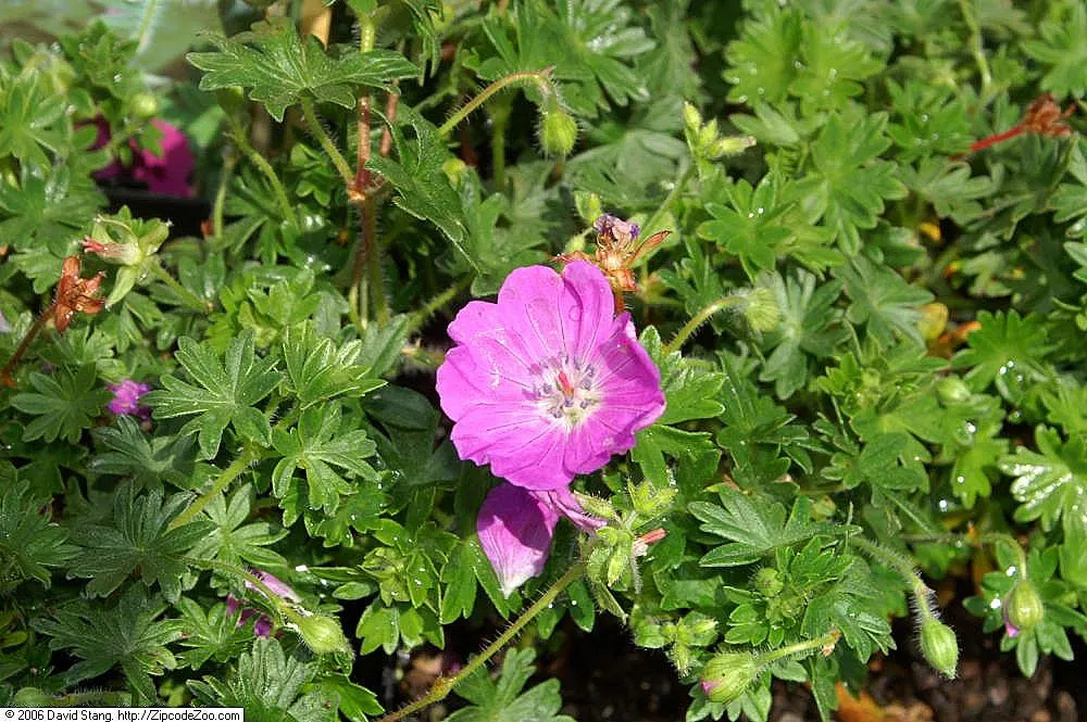 Max Frei Bloody Cranesbill (Geranium Sanguineum 'Max Frei') — perfect for adding a burst of color to any landscape design