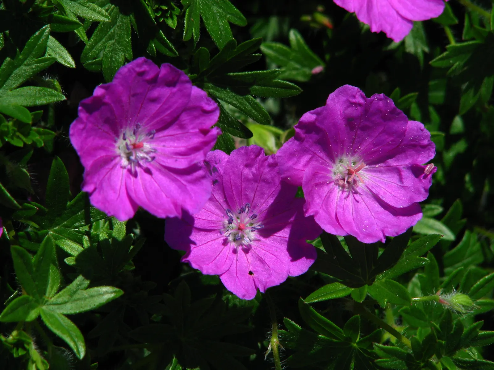 Max Frei Bloody Cranesbill (Geranium Sanguineum 'Max Frei') — This low-maintenance plant spans 4-9 inches in height with a spread of 12-18 inches