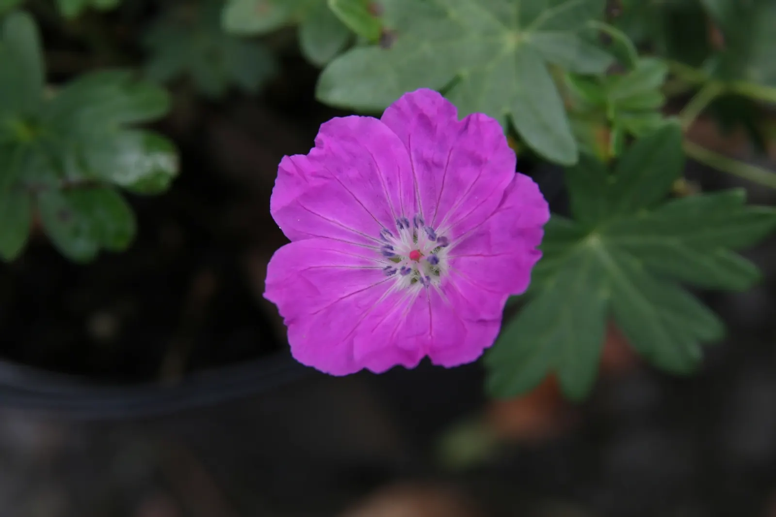 Max Frei Bloody Cranesbill (Geranium Sanguineum 'Max Frei') — is a hardy perennial showcasing vibrant magenta-pink blossoms and deeply lobed foliage