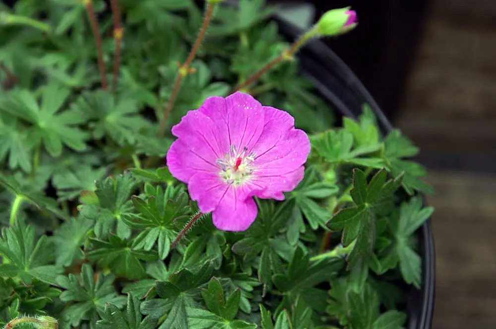 Max Frei Bloody Cranesbill (Geranium Sanguineum 'Max Frei') — herbaceous perennial that offers a compact and low-growing habit