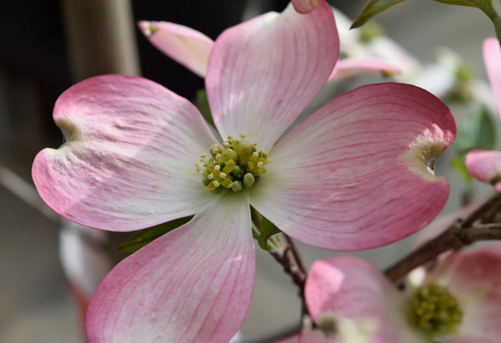 Pink Flowering Dogwood (Cornus Florida 'Rubra') — displaying red fruits that persist into winter and provide food for local bird species