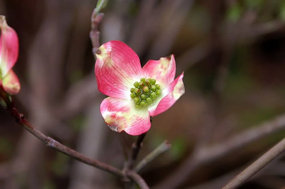 Pink Flowering Dogwood (Cornus Florida 'Rubra') — you will appreciate 'Rubra's' multi-season appeal and its ability to adapt to different garden styles; pink
