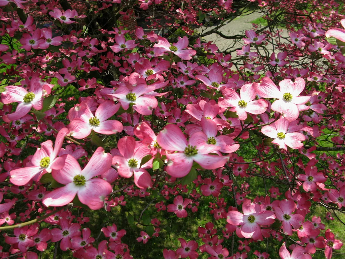 Pink Flowering Dogwood (Cornus Florida 'Rubra') — This specimen prefers partial shade and well-drained soils