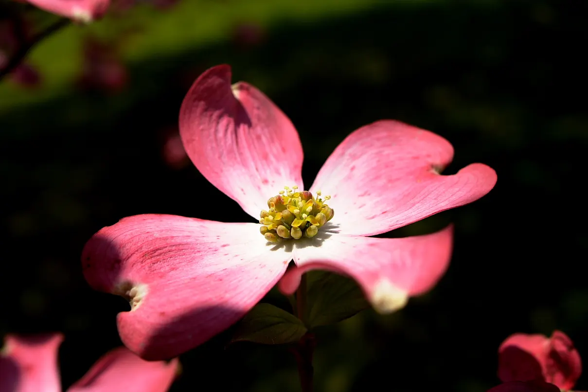 Pink Flowering Dogwood (Cornus Florida 'Rubra') — acidic soil and benefits from a layer of organic mulch to retain soil moisture and regulate soil temperature