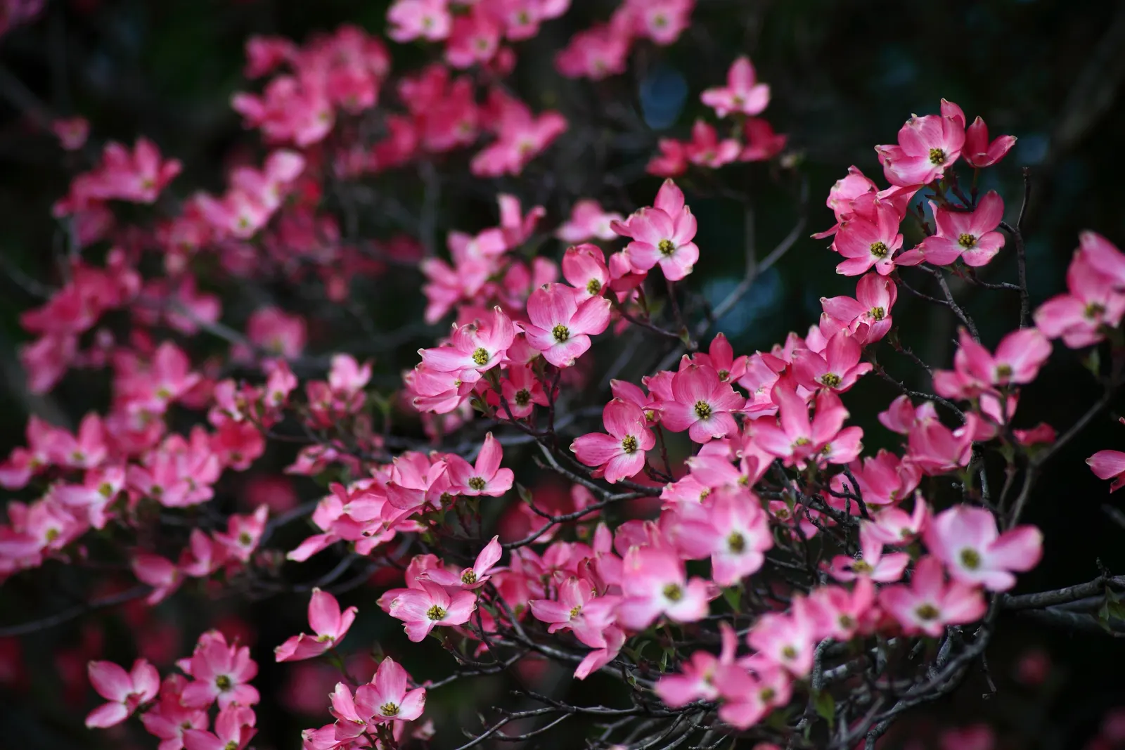 Pink Flowering Dogwood (Cornus Florida 'Rubra') — rounded canopy that provides an elegant; treasured for its year-round beauty and versatility in landscape