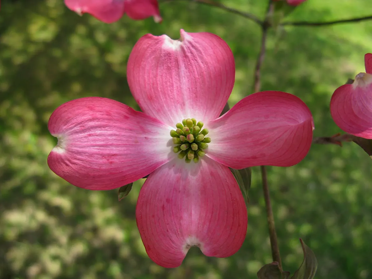 Pink Flowering Dogwood (Cornus Florida 'Rubra') — <br><br>Reaching a mature height of 20 to 30 feet with a spread of 20 to 25 feet