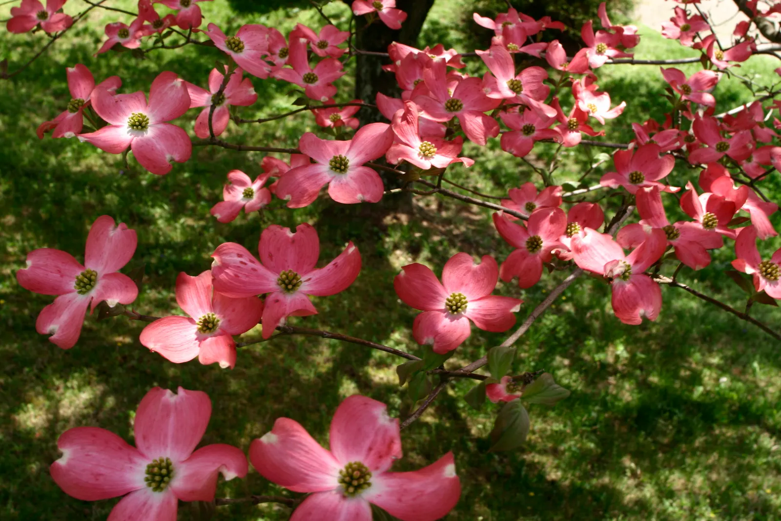 Pink Flowering Dogwood (Cornus Florida 'Rubra') — typically blossoming in April to May; this ornamental tree stands out with a stunning spring display of pink