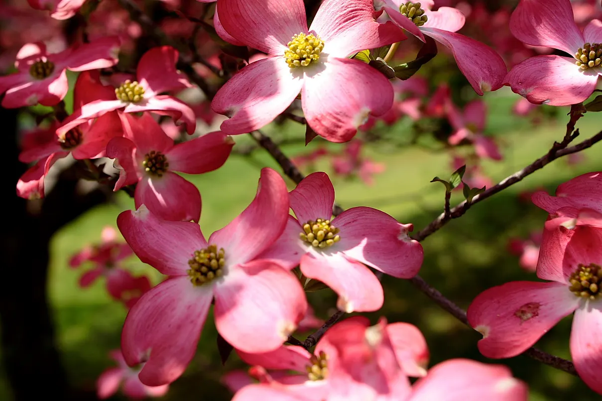 Pink Flowering Dogwood (Cornus Florida 'Rubra') — The Pink Flowering Dogwood (Cornus florida 'Rubra') is a captivating deciduous tree; the Pink Flowering