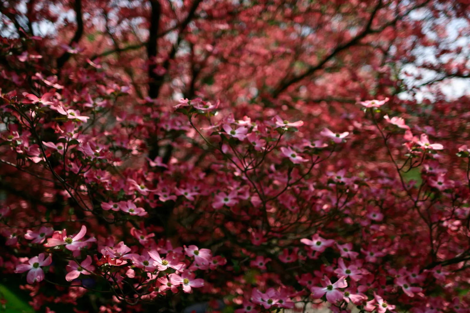 Pink Flowering Dogwood (Cornus Florida 'Rubra') — it boasts a rounded canopy ideal for lawns or garden focal points