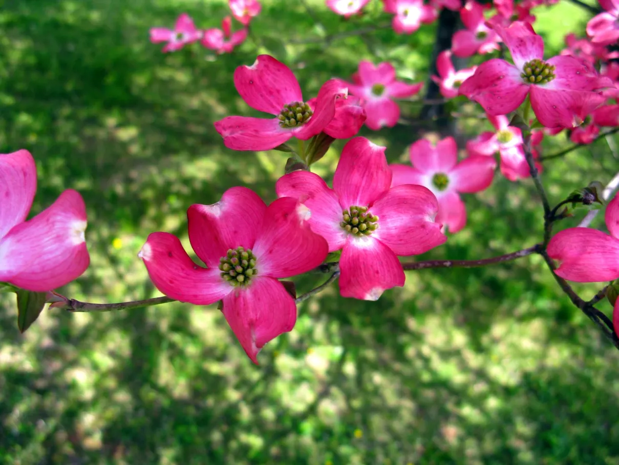 Pink Flowering Dogwood (Cornus Florida 'Rubra') — A deciduous beauty reaching 20-30 ft tall and 20-25 ft wide